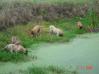 nos bullmastiffs en train d'explorer la marre